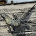 iguana_spinytailed-_im_h_0172_mex0402.jpg